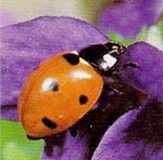 INSECTIA.jpg (2070 bytes)