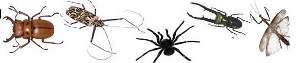 insects.jpg (4515 bytes)