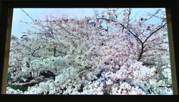 Sharp's 13.5-inch, 4Kx2K OLED profesional monitor.  (Photo:  Ken Werner)