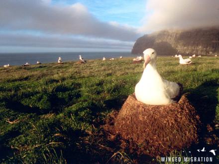 albatross800.55.jpg
